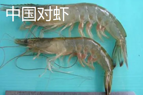 墨吉对虾的产地，国内广泛分布于广东、海南等地