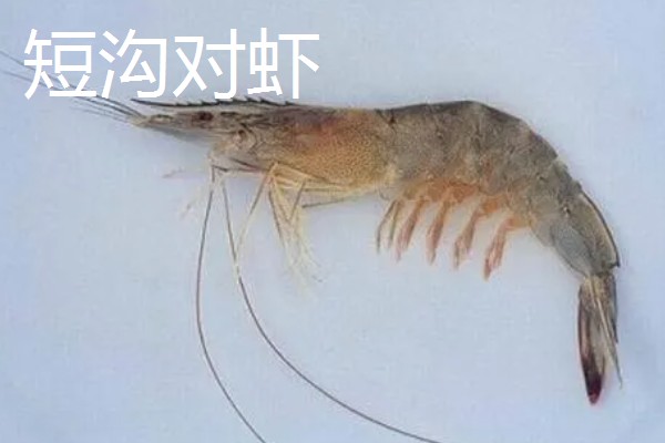 墨吉对虾的产地，国内广泛分布于广东、海南等地