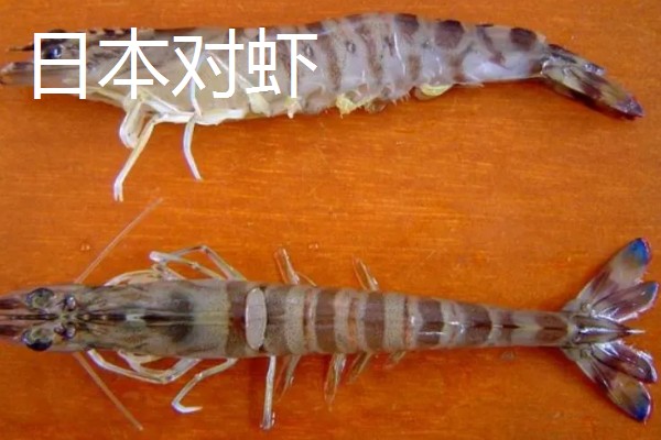 墨吉对虾的产地，国内广泛分布于广东、海南等地