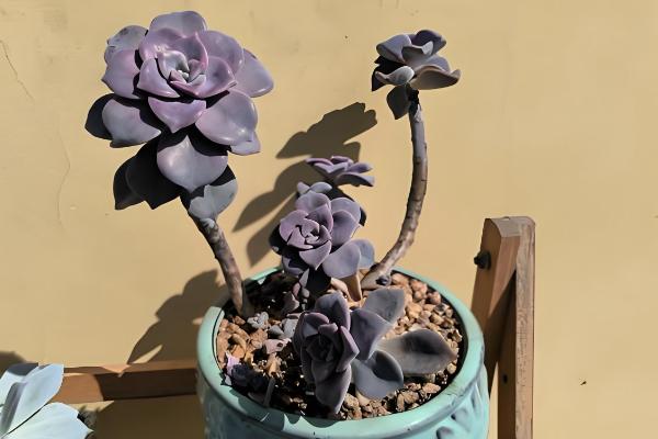 紫乐老桩断了怎么解决，切口处涂抹多菌灵晾干后扦插