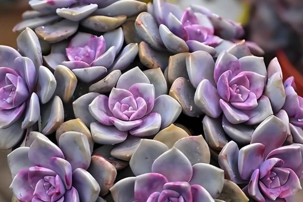 紫乐老桩断了怎么解决，切口处涂抹多菌灵晾干后扦插