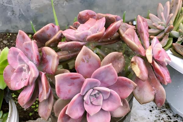 紫乐老桩断了怎么解决，切口处涂抹多菌灵晾干后扦插