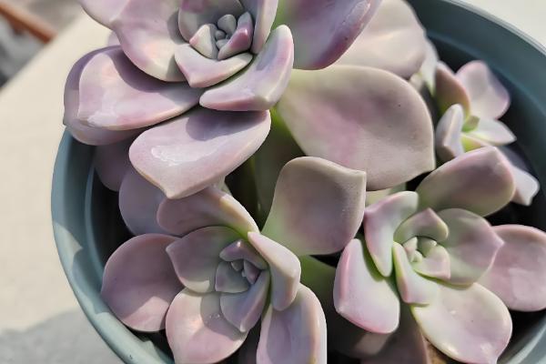 紫乐老桩断了怎么解决，切口处涂抹多菌灵晾干后扦插