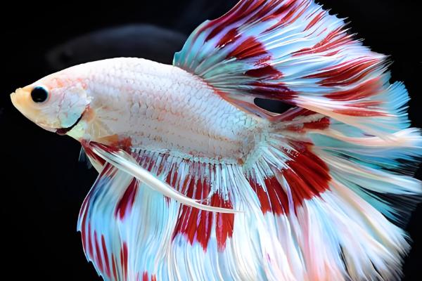 养孔雀鱼的适合水温，21-29℃为佳