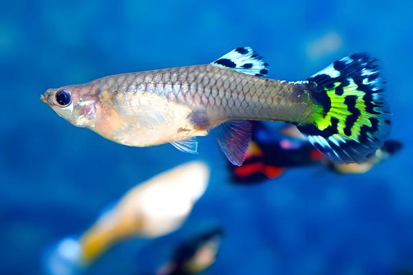 养孔雀鱼的适合水温，21-29℃为佳