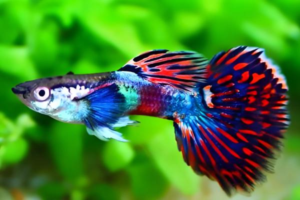 养孔雀鱼的适合水温，21-29℃为佳