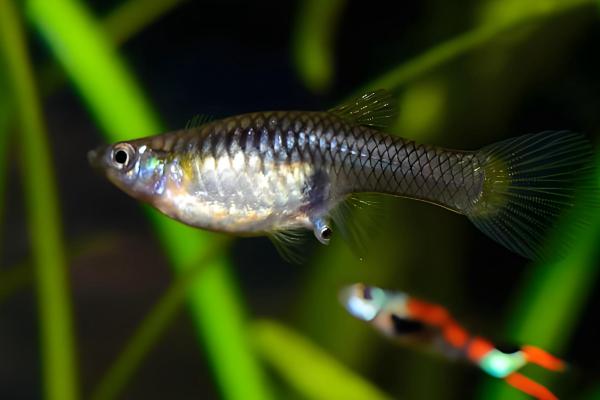 养孔雀鱼的适合水温，21-29℃为佳