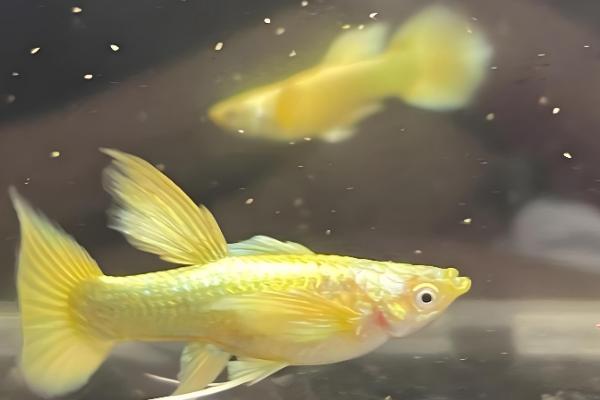 养孔雀鱼的适合水温，21-29℃为佳