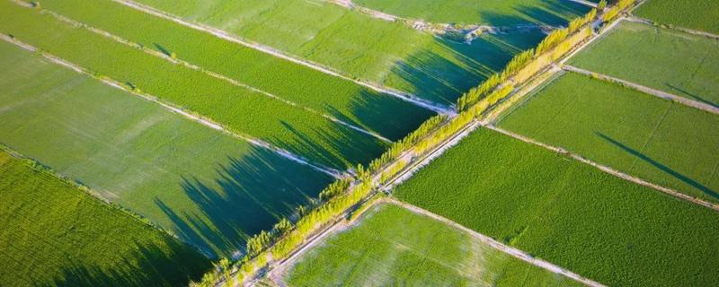 农业的未来发展趋势，主要有以下6种形式