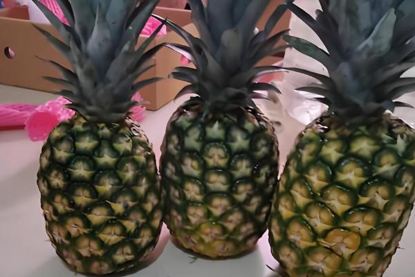 凤梨简介，其形状与松球相似