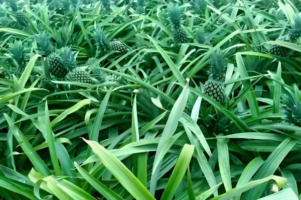 凤梨简介，其形状与松球相似