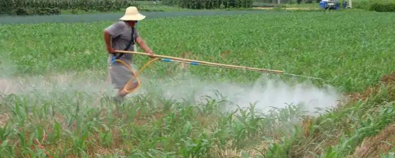 玉米三遍药什么时候打，玉米3-5叶期打第一遍