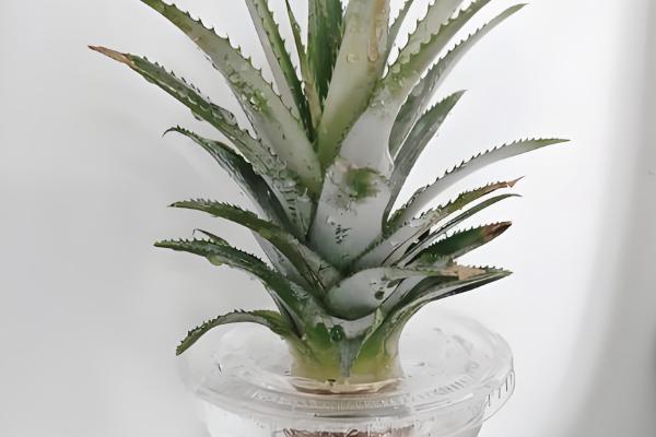 凤梨简介，其形状与松球相似