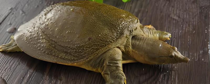 甲鱼怎样看是不是野生的，可通过甲背颜色分辨