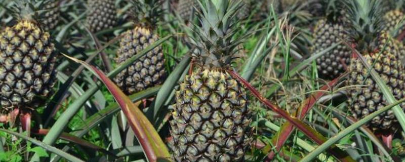 凤梨简介，其形状与松球相似