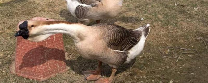 澄海狮头鹅的简介，全身的羽毛及翼羽都是棕褐色