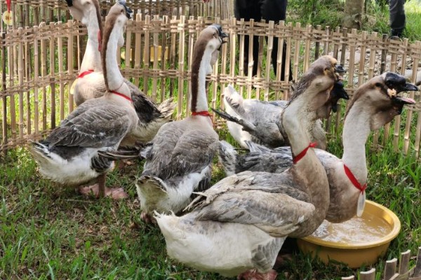 澄海狮头鹅的简介，全身的羽毛及翼羽都是棕褐色