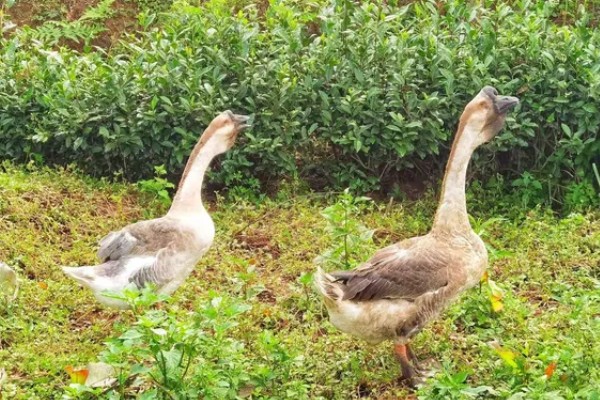 澄海狮头鹅的简介，全身的羽毛及翼羽都是棕褐色