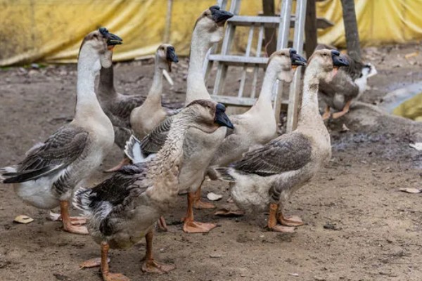 澄海狮头鹅的简介，全身的羽毛及翼羽都是棕褐色