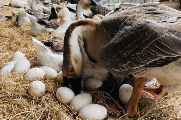 澄海狮头鹅的简介，全身的羽毛及翼羽都是棕褐色