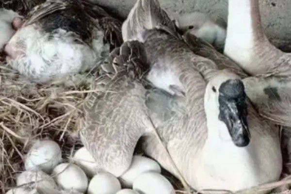 澄海狮头鹅的简介，全身的羽毛及翼羽都是棕褐色