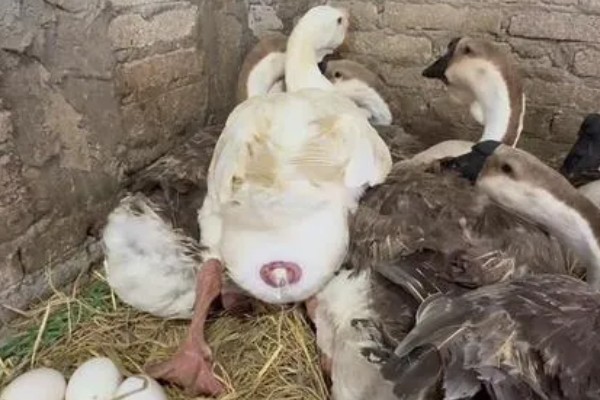 澄海狮头鹅的简介，全身的羽毛及翼羽都是棕褐色