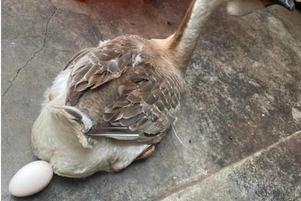 澄海狮头鹅的简介，全身的羽毛及翼羽都是棕褐色
