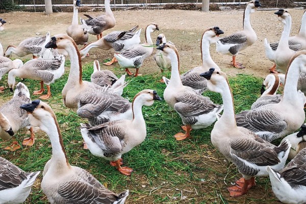 澄海狮头鹅的简介，全身的羽毛及翼羽都是棕褐色