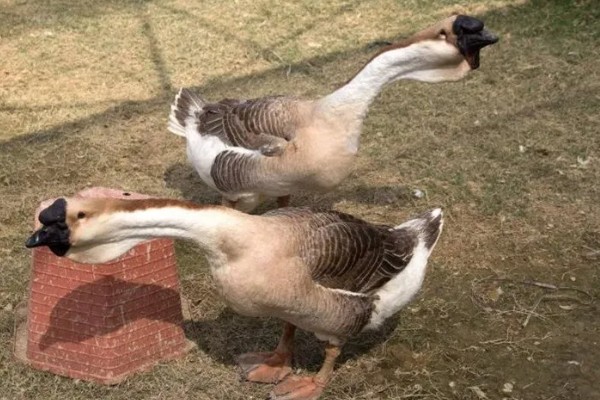 澄海狮头鹅的简介，全身的羽毛及翼羽都是棕褐色