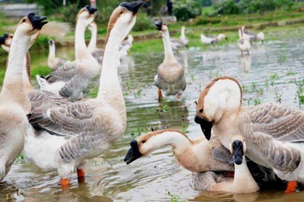 澄海狮头鹅的简介，全身的羽毛及翼羽都是棕褐色