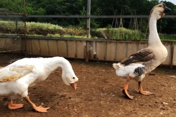 澄海狮头鹅的简介，全身的羽毛及翼羽都是棕褐色