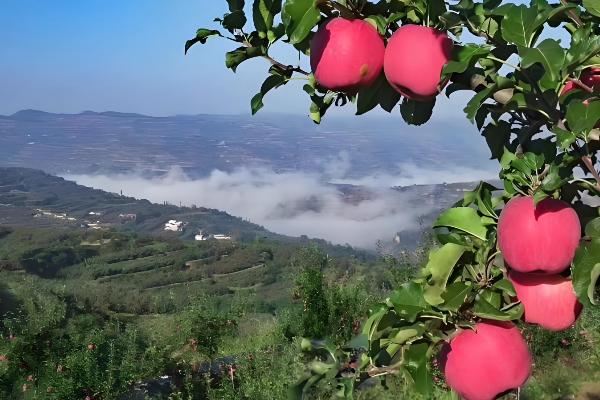 农业的未来发展趋势,主要有以下6种形式