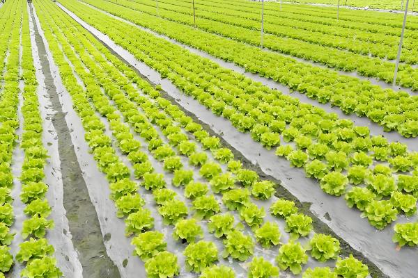 农业的未来发展趋势,主要有以下6种形式