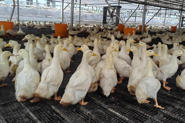 农业的未来发展趋势,主要有以下6种形式