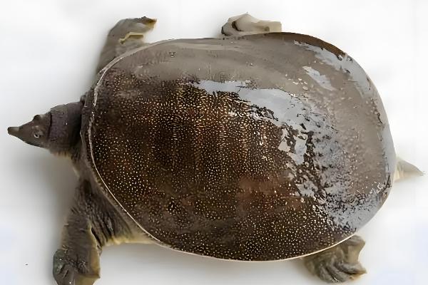 甲鱼怎样看是不是野生的，可通过甲背颜色分辨