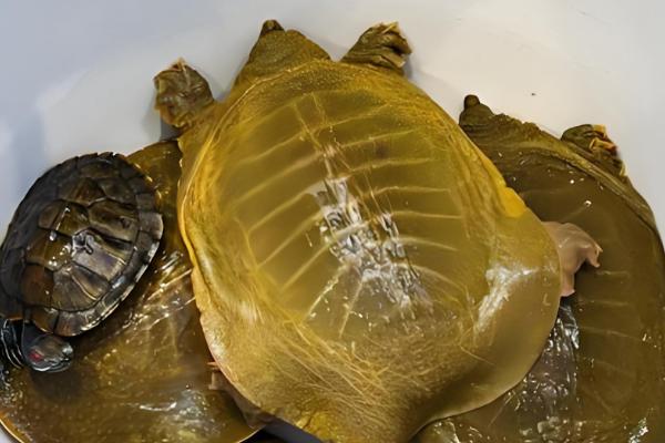 甲鱼怎样看是不是野生的，可通过甲背颜色分辨