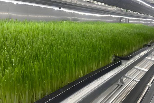 农业的未来发展趋势,主要有以下6种形式