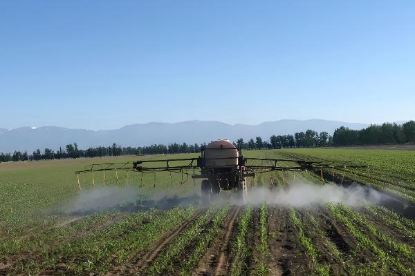 玉米三遍药什么时候打，玉米3-5叶期打第一遍