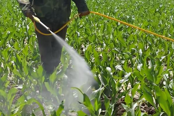 玉米三遍药什么时候打，玉米3-5叶期打第一遍