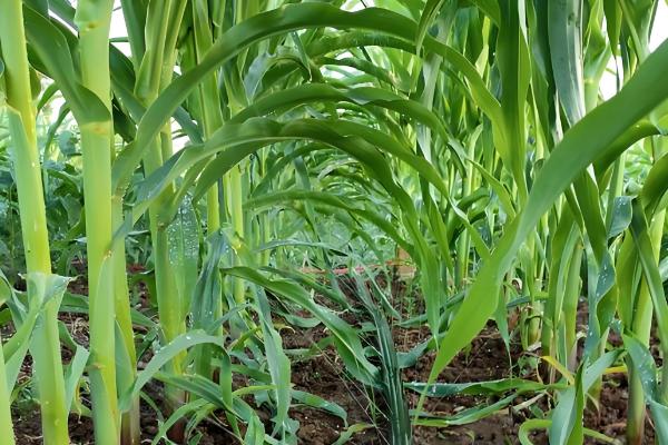 玉米三遍药什么时候打，玉米3-5叶期打第一遍