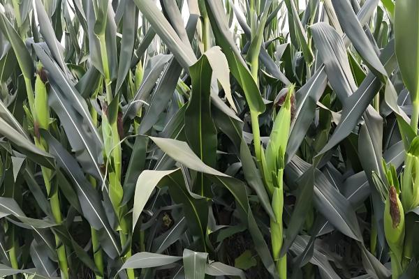 玉米三遍药什么时候打，玉米3-5叶期打第一遍