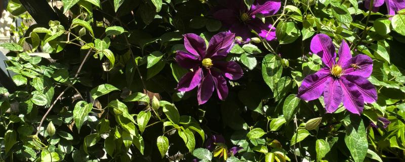 铁线莲冬季的养护方法，要减少每次的浇水量