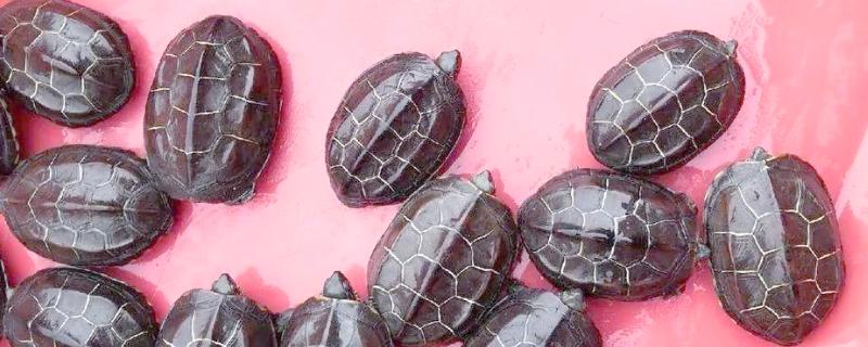 草龟喂多少龟粮，根据体型和当时的气温来决定