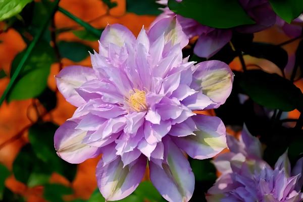 铁线莲冬季的养护方法，要减少每次的浇水量