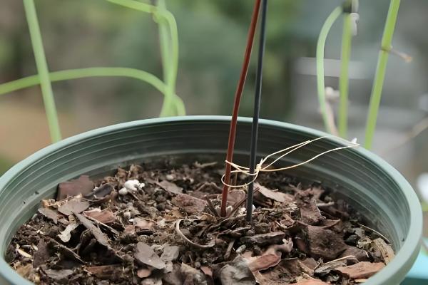 铁线莲冬季的养护方法，要减少每次的浇水量