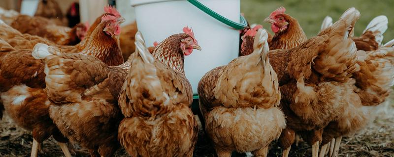 鸡和鹅能一起混养吗，视养殖规模而定