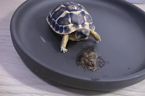 草龟喂多少龟粮，根据体型和当时的气温来决定