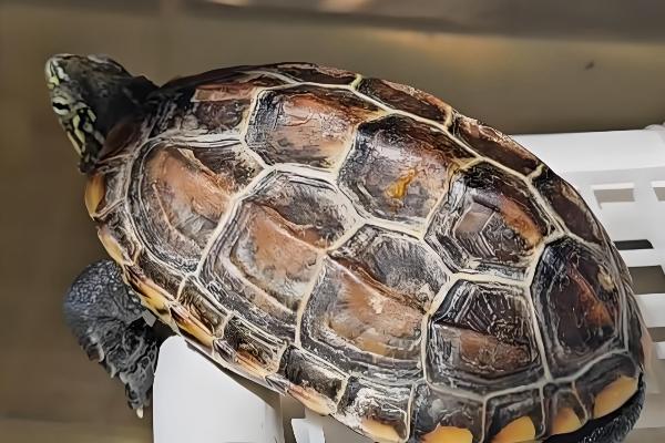 草龟喂多少龟粮，根据体型和当时的气温来决定