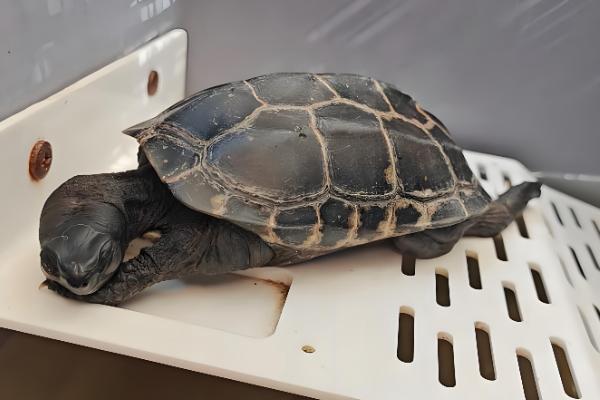 草龟喂多少龟粮，根据体型和当时的气温来决定