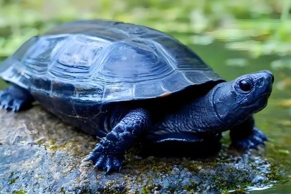 草龟喂多少龟粮，根据体型和当时的气温来决定